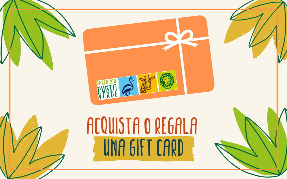 /uploads/gift card.png
